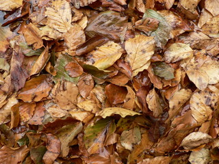 wet leaves