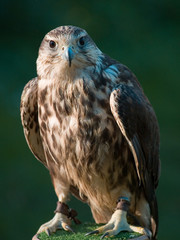 falke