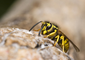 wasp