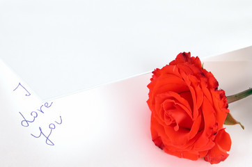 Obraz na płótnie Canvas red rose