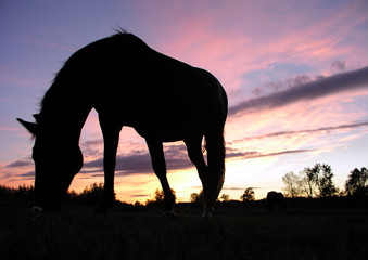horse grazing at sunset (silhouette)