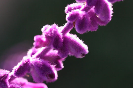fuzzy purple zen