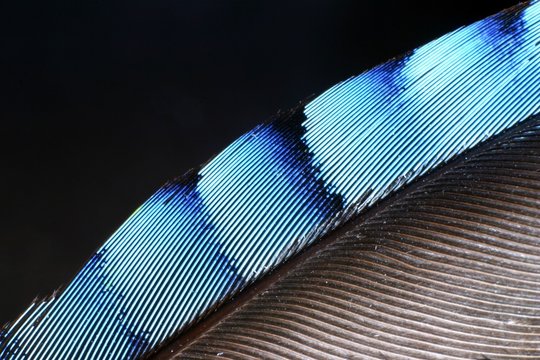 Jay Feather