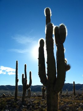 cactus geants dans le nord argentin