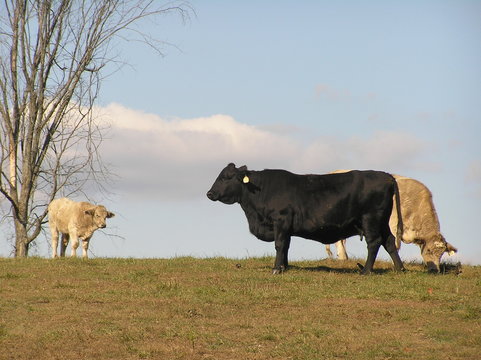 cows