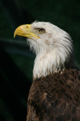 eagle profile