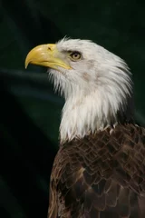 Foto op Plexiglas eagle profile © A.M.