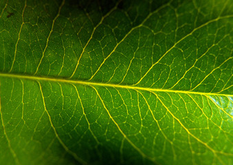 leaf macro