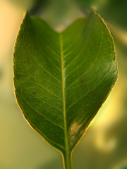 leaf macro
