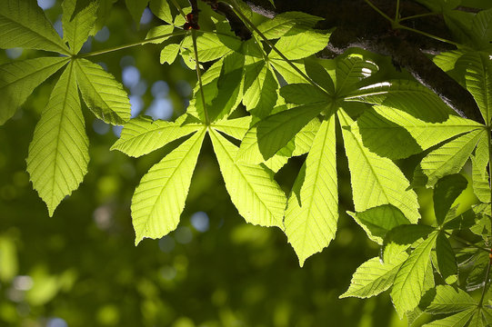 horse-chestnut leaf