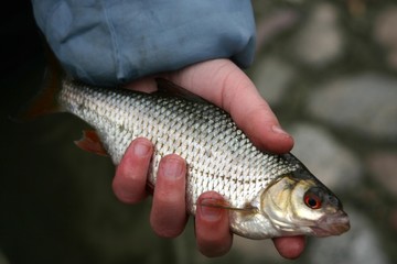 catch of the day