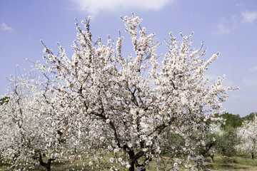 almendro0247