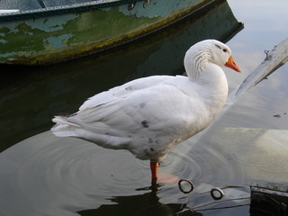 un oie sur le lac