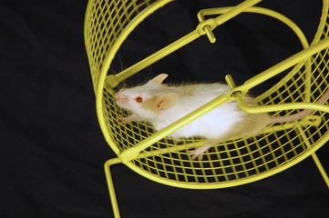 mouse on wheel
