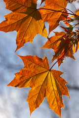 maple leaf