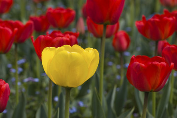 Obraz premium yellow tulip
