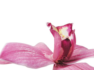 Fototapeta na wymiar next red orchid