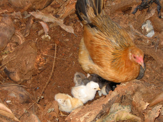 hen and chicks