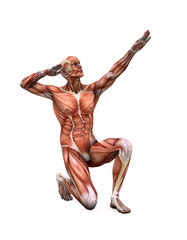 posing muscles