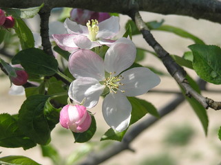 apple blossom-2