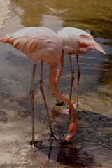 flamingo's