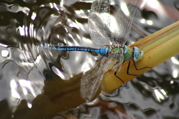 blue dragon fly