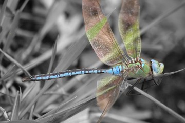 eddetit dragon fly