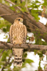 merlin falcon