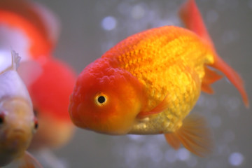 goldfish