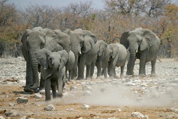 Obraz premium african elephants