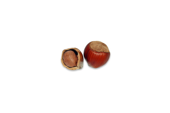 hazel-nut