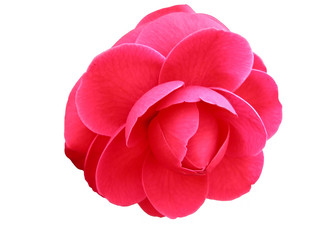 camellia