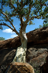 mountain fig