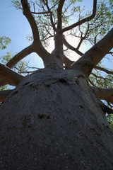 Rolgordijnen Baobab baobab boom