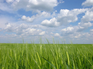 green wheat field
