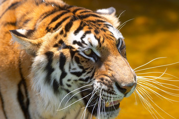 tiger in the water 2