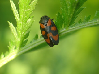 a froghopper