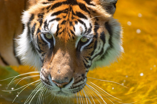 tiger in the water