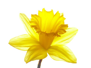 Fototapeta premium yellow easter daffodil