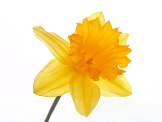yellow easter daffodil - 418415