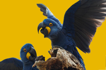 wild blue hyacinth macaw, pantanal, brazil