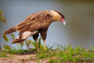 wild karakara falcon, pantanal, brazil