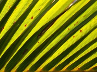 palm fronds backlit by the sun