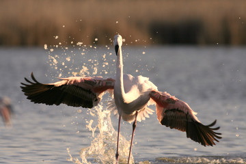 flamant rose © Grégorie LANDRU
