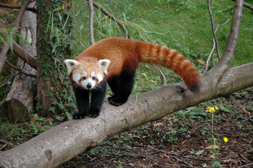 firefox