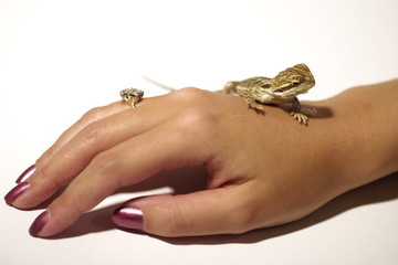 baby bearded dragon