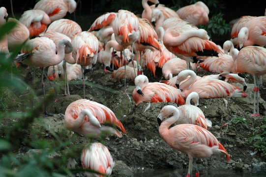 Fototapeta flamingos