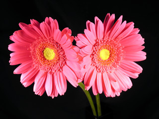 two pink gerber daisies