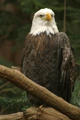 Foto op Plexiglas bald eagle © Joy Fera