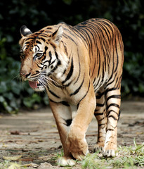 Fototapeta na wymiar tygrys z Sumatry